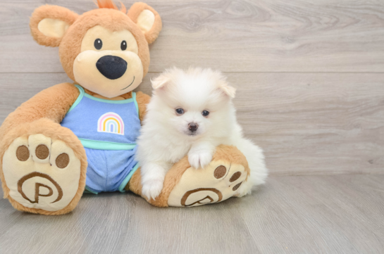 Pomeranian Pup Being Cute