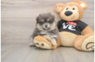 Playful Pomeranian Baby