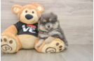 Pomeranian Puppy for Adoption