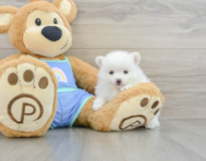 6 week old Pomeranian Puppy For Sale - Florida Fur Babies