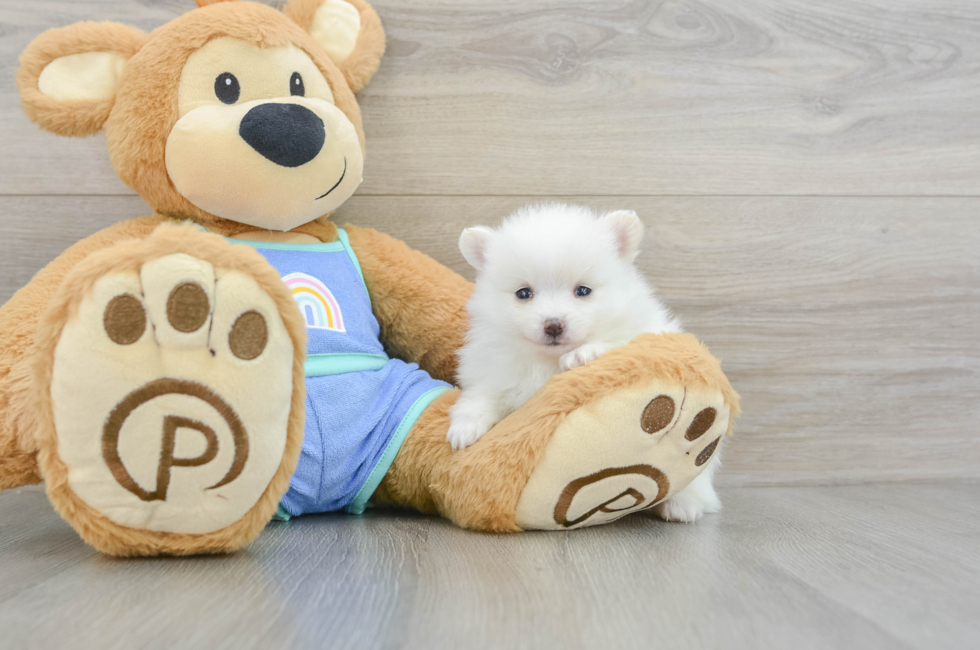 5 week old Pomeranian Puppy For Sale - Florida Fur Babies