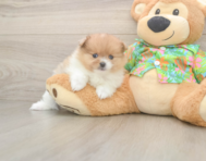 7 week old Pomeranian Puppy For Sale - Florida Fur Babies