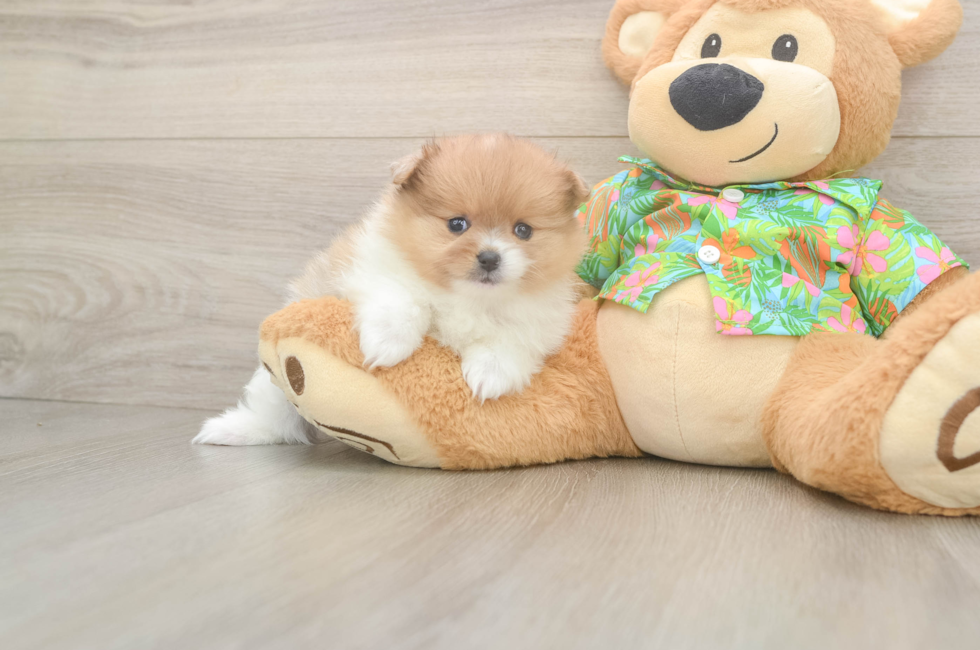 6 week old Pomeranian Puppy For Sale - Florida Fur Babies