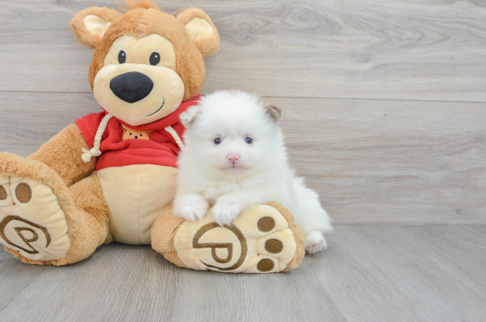 5 week old Pomeranian Puppy For Sale - Florida Fur Babies