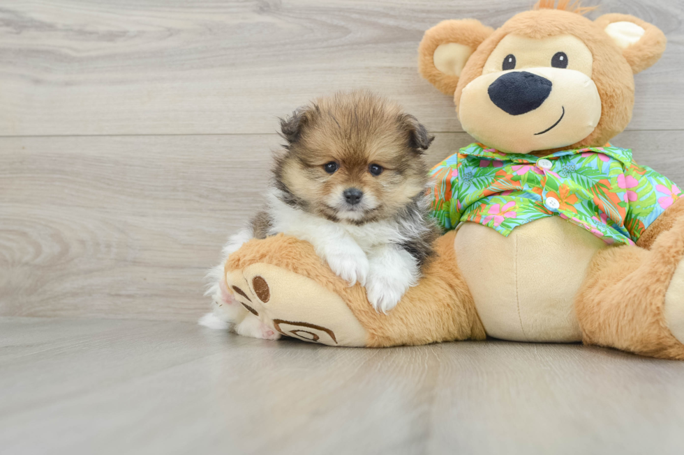 Pomeranian Puppy for Adoption