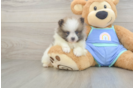 Best Pomeranian Baby