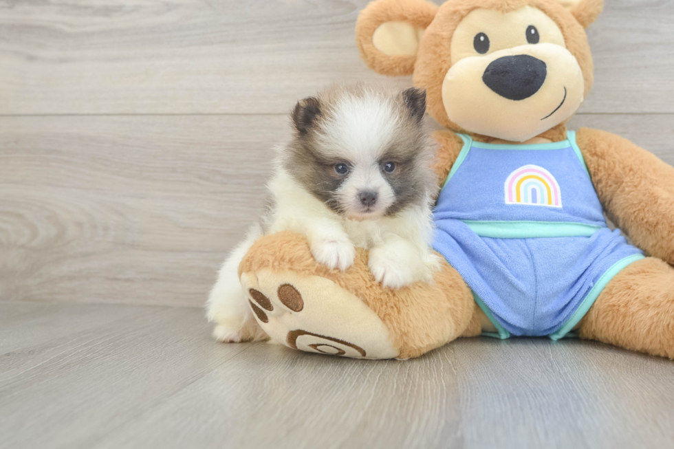 Best Pomeranian Baby