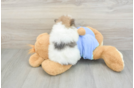Akc Registered Pomeranian Baby