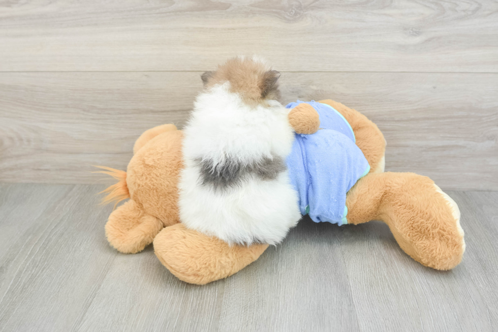 Akc Registered Pomeranian Baby