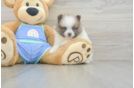 Hypoallergenic Pomeranian Purebred Pup