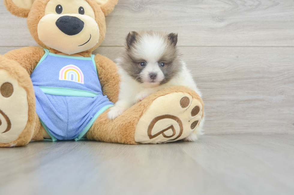 5 week old Pomeranian Puppy For Sale - Florida Fur Babies