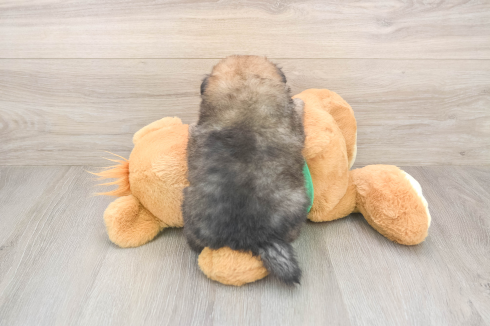 Pomeranian Pup Being Cute