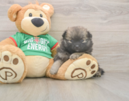 6 week old Pomeranian Puppy For Sale - Florida Fur Babies