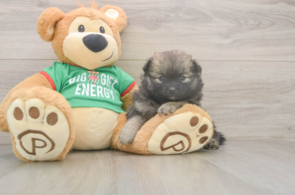 5 week old Pomeranian Puppy For Sale - Florida Fur Babies