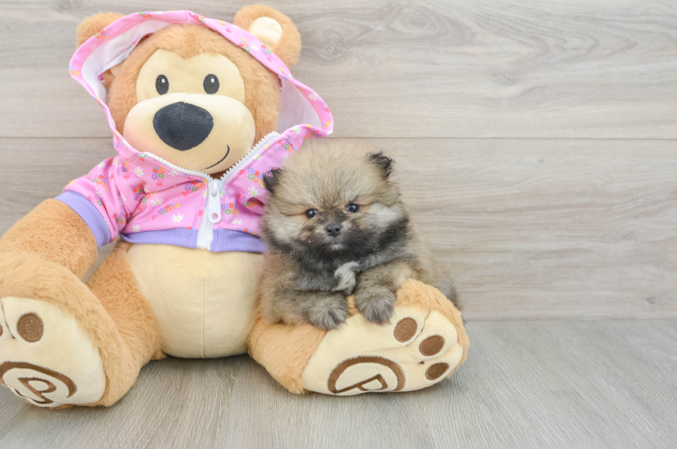 6 week old Pomeranian Puppy For Sale - Florida Fur Babies