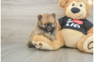 Pomeranian Puppy for Adoption