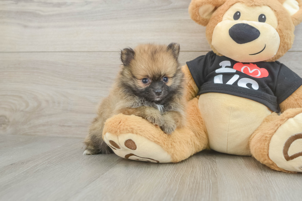 Pomeranian Puppy for Adoption
