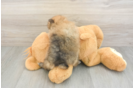 Funny Pomeranian Baby