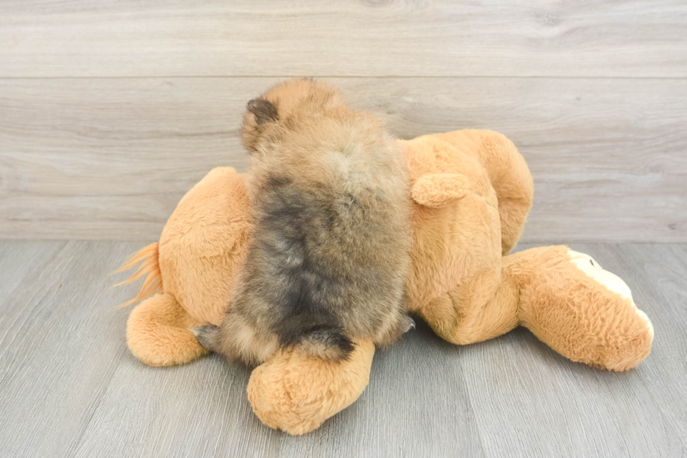 Funny Pomeranian Baby