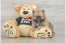 Little Pomeranian Baby