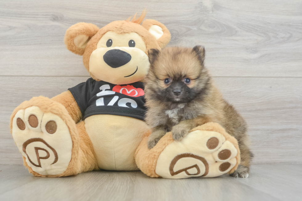 Little Pomeranian Baby