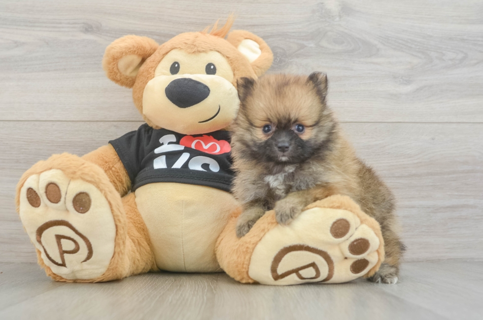 5 week old Pomeranian Puppy For Sale - Florida Fur Babies