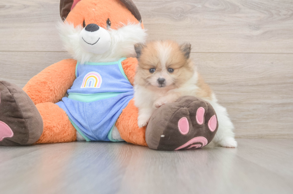 6 week old Pomeranian Puppy For Sale - Florida Fur Babies