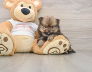 8 week old Pomeranian Puppy For Sale - Florida Fur Babies