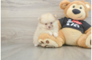 Friendly Pomeranian Baby
