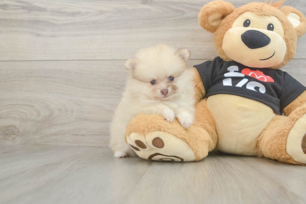 Friendly Pomeranian Baby