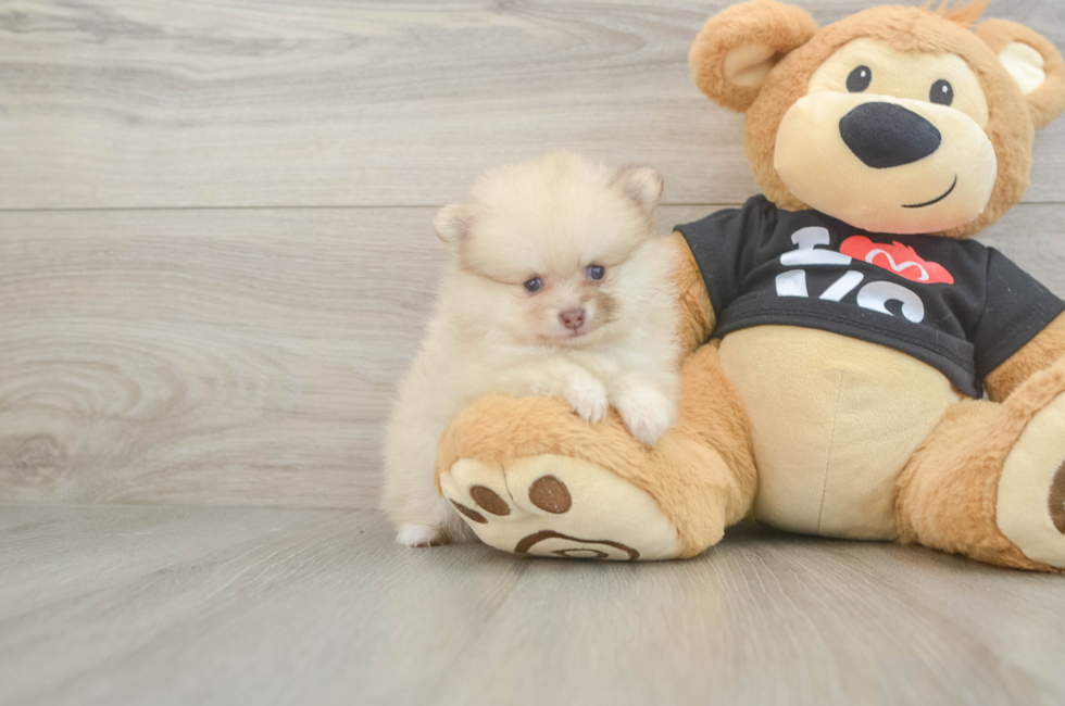 5 week old Pomeranian Puppy For Sale - Florida Fur Babies