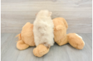 Pomeranian Pup Being Cute