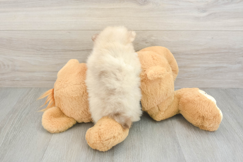 Pomeranian Pup Being Cute