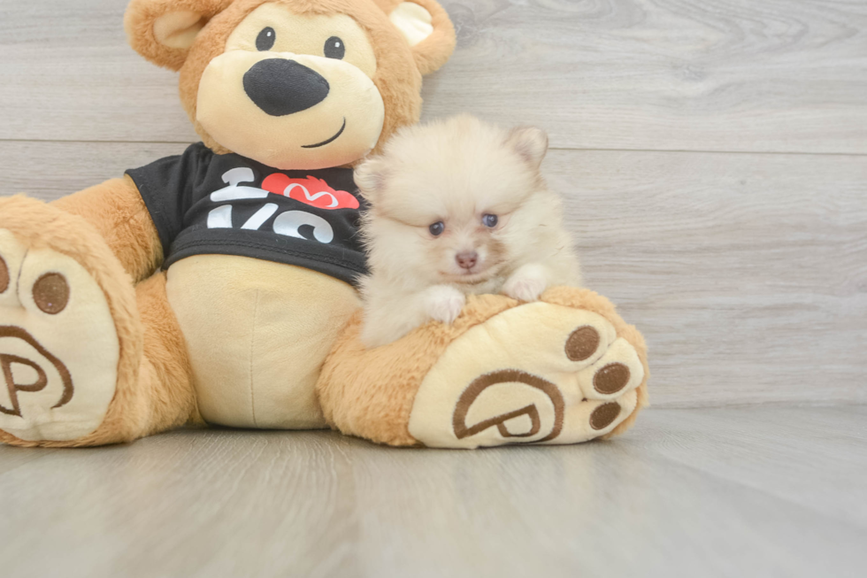 Little Pomeranian Baby