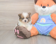 7 week old Pomeranian Puppy For Sale - Florida Fur Babies