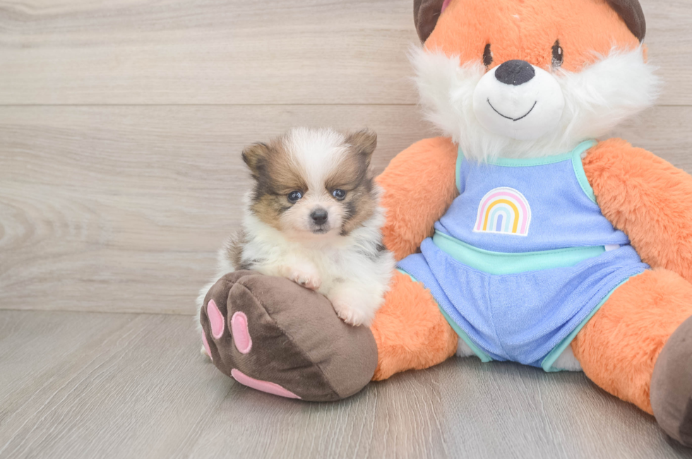 6 week old Pomeranian Puppy For Sale - Florida Fur Babies
