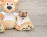 8 week old Pomeranian Puppy For Sale - Florida Fur Babies