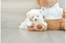 Pomeranian Puppy for Adoption