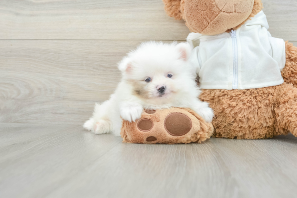 Pomeranian Puppy for Adoption