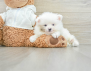 9 week old Pomeranian Puppy For Sale - Florida Fur Babies