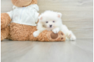 Best Pomeranian Baby