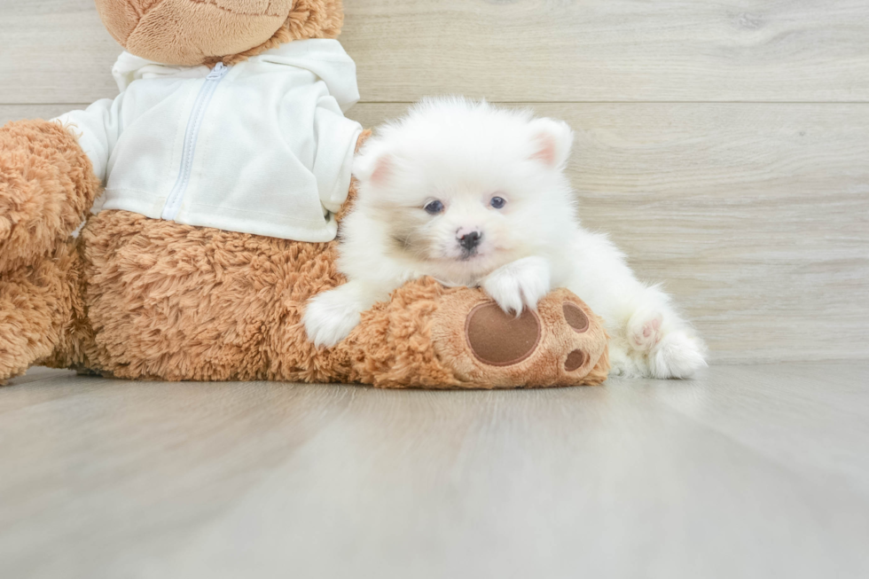 Best Pomeranian Baby