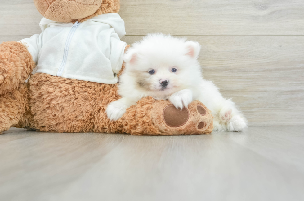 9 week old Pomeranian Puppy For Sale - Florida Fur Babies