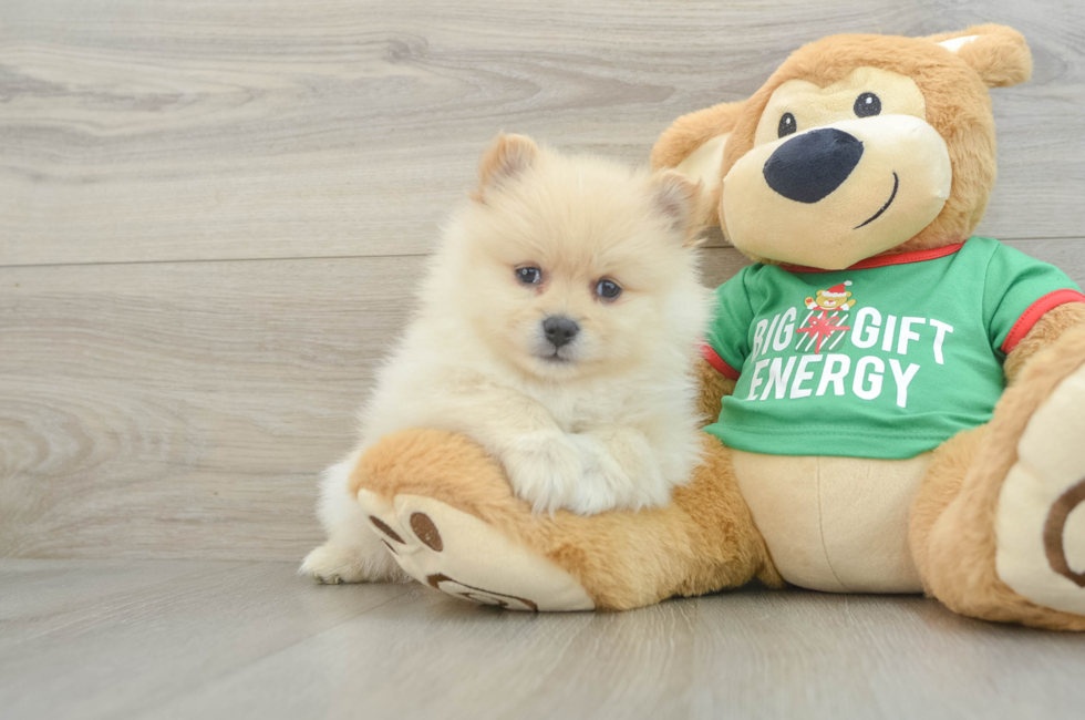 6 week old Pomeranian Puppy For Sale - Florida Fur Babies