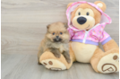 Pomeranian Pup Being Cute