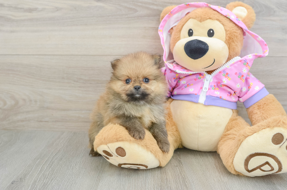 6 week old Pomeranian Puppy For Sale - Florida Fur Babies