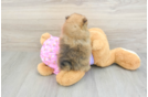 Pomeranian Pup Being Cute