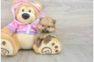 Playful Pomeranian Baby