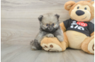 Popular Pomeranian Purebred Pup