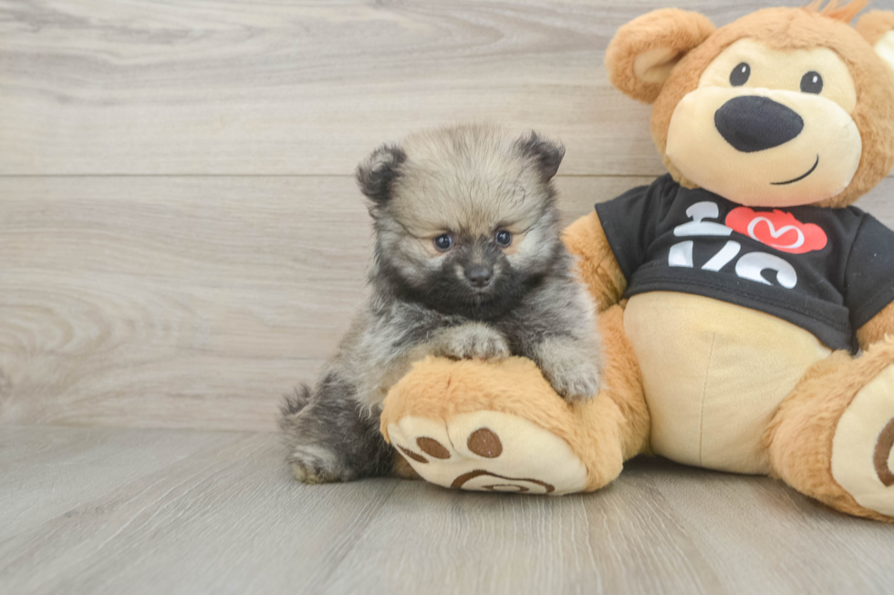 Popular Pomeranian Purebred Pup